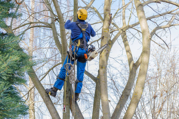 Mulching Services in Vermillion, SD