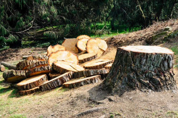 How Our Tree Care Process Works  in  Vermillion, SD